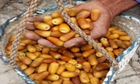 برداشت خرمای نوبرانه المهتری جنوب کرمان آغاز شد
