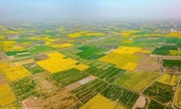 تسریع در حدنگاری و صدور سند زمین‌های کشاورزی سرلوحه برنامه‌های آتی است