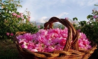 گل‌محمدی و گلاب، تولیدی اقتصادی با جاذبه‌های طبیعی و فرهنگی