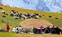 سرشماری ۳۸۰ هزار خانوار عشایر کشور