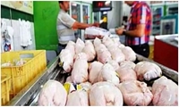 افزایش ۲۰ درصدی ورودی مرغ به تهران/ بازار گوشت مرغ تهران به ثبات رسید