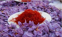 سهم ایران از بازار مالی صادرات زعفران کمتر از ۱۰ درصد است