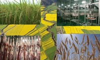 ارز کالاهای اساسی تامین می شود