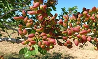 ارتقای سطح کیفی باغ‌های پسته؛ جایگزین افزایش سطح زیر کشت