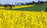 ایران ظرفیت خودکفایی در تولید دانه‌های روغنی را دارد