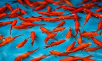 عرضه ۱۱۰ میلیون قطعه ماهی قرمز زینتی برای بازار شب عید