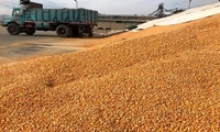 تأمین ۲۰۰ تُن ذرت برای حمایت از مرغداران جنوب کرمان
