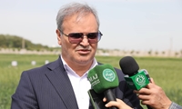 جلوگیری از شیوع بیماری زنگ زرد گندم با استفاده از نتایج حاصله ارقام تحقیقاتی