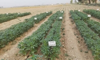 داراب ۱؛ رقم برتر کنجد برای شرایط کم‌آبی شناسایی شد/ دستاورد پژوهشی خوزستان در مسیر ارتقای بهره‌وری آب و پایداری تولید