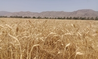 پرداخت بیش از ۴۰۰ میلیارد تومان از مطالبات کشاورزان مرکزی