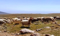 پتانسیل افزایش ۲۵ درصدی درآمد عشایر با بهینه‌سازی پرورش گوسفند مغانی