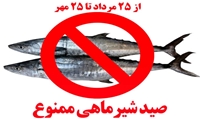 آغاز ممنوعیت ۲ ماهه صید «ماهی شیر» در خوزستان/ گونه‌های باارزش دریایی حفاظت می‌شود