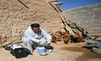 صیانت از سرمایه های اقتصادی خانوار روستایی در آذربایجان غربی از طریق ایمن سازی طیوربا واکسیناسیون 