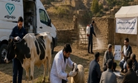 برگزاری اردوی جهاد دامپزشکی در شهرستان خدابنده به مناسبت گرامیداشت هفته دولت/   سم‌پاشی و ضدعفونی بیش از ۲ هزار مترمربع جایگاه نگهداری دام