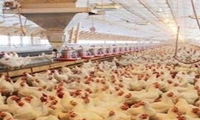 افزایش ۳۵۰ تنی ظرفیت تولید گوشت ایلام با بهره‌ برداری از چهار طرح دام و طیور