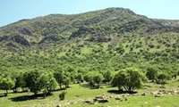 تدوین بیش از  2.2 میلیون هکتار طرح مرتعداری در ۹ ماهه امسال/ 50 هزار هکتار رویشگاه گیاهان دارویی در مراتع احیا شد