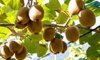 صنایع تبدیلی کیوی حلقه راهبردی اتصال تولید به صادرات پایدار است/ ایران رتبه پنجم جهان در تولید کیوی