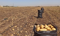 سرمایه‌گذاری ۲ هزار میلیارد تومانی برای فرآوری سیب‌زمینی در دهگلان