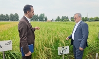ایجاد ۵۰۰ مزرعه الگویی برنج هدف‌گذاری شده است/ برنامه تات برای خودکفایی ۹۰ درصدی در تولید برنج