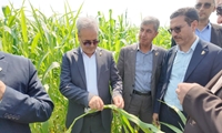 سورگوم جایگزینی مناسب در مدیریت مصرف آب و تامین خوراک دام
