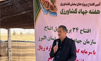 میدان عرضه دام زنده البرز حلقه‌ای برای تولید، سلامت دام و گردشگری عشایری