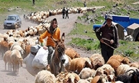 آغاز توزیع ۲۷۰۰ تن نهاده دامی مدت‌دار میان عشایر شیروان
