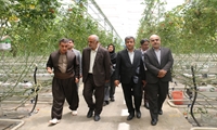 افتتاح نخستین گلخانه شیشه‌ای کردستان در دیواندره با ظرفیت تولید سالانه ۳۵۰۰ تن محصول