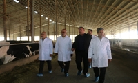 تولید ۱۶ هزار تن شیر خام گاوداری شیری، روستای دربند شهرستان دیواندره 
