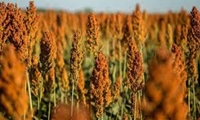 تامین نهاده‌های دامی با کشت جایگزین