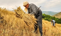 ظرفیت ۲۴ همتی بانک کشاورزی برای حمایت از گندمکاران/ بیش از ۱۱۲ هزار گندمکار مشمول «طرح اعتباری گندم» شدند