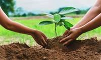 تامین ۲۵ میلیون اصله نهال منابع طبیعی برای توزیع میان مردم