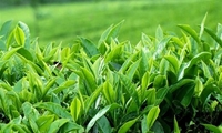 برداشت بیش از 40 هزار تن برگ سبز چای/ 600 میلیارد تومان از مطالبات چایکاران پرداخت شد