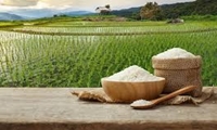 پیش‌بینی رکوردشکنی تولید برنج در استان گیلان/۸۰۰  تن بذر اصلاح و گواهی شده برنج توزیع شد