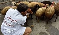 اجرای طرح نظارت بهداشتی و شرعی بر دام ذبح شده در عید قربان
