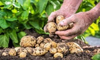 سیب‌زمینی؛ از یک پیشکش سلطنتی تا غذای جهانی