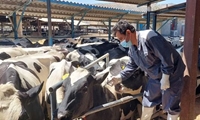  پایش گسترده بیماری‌های سل و بروسلوز در بزرگترین مجتمع دامپروری استان کهگیلویه و بویراحمد