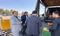 گشت مشترک مدیرکل بازرسی و نظارت بر کالاهای اساسی وزارت جهادکشاورزی و سازمان تعزیرات حکومتی در سطح شهر و میادین بنکداری عرضه میوه