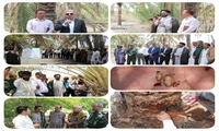 برگزاری سومین روز مزرعه استانی کنترل آفت سوسک سرخرطومی حنایی خرما در جنوب کرمان