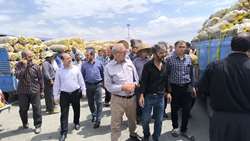 شبکه تعاون روستایی آذربایجان شرقی مانع متضرر شدن سیب زمینی کاران عجب شیر شد