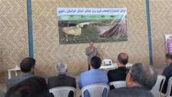 کاهش ۵۰ درصدی هزینه دامداران با استفاده از خوراک تخمیری