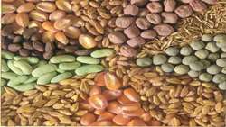 احیا و اصلاح مراتع به ۵۰۰ تن بذر در سال نیاز دارد / تصویب اعتبار ۲۰۰ میلیارد تومانی مراتع در بودجه امسال 