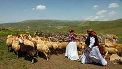 پوشش بیمه‌ای ۸۶۰۰ زن سرپرست خانوار روستایی و عشایر/ آمادگی صندوق عشایر برای پوشش بیمه‌ای تمامی سرپرستان خانوار