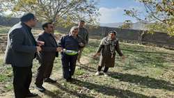 212 هکتار سطح زیر کشت گیاهان دارویی در شهرستان بم 