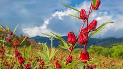 پایان برداشت چای ترش در آبادان 