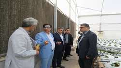 بازدید اسکندری مدیرعامل شرکت شهرک های‌کشاورزی از شهرک گلخانه‌ای زعن شهرستان شوش استان خوزستان