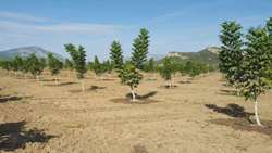 کاشت ۱۳ میلیون نهال در لرستان