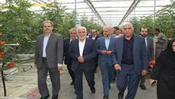 عملکرد مثبت توسعه گلخانه‌ها در افزایش بهره‌وری و کاهش مصرف آب 