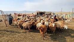 افزایش ۲۵۰ درصدی اعتبار تسهیلات برای عشایر استان هرمزگان