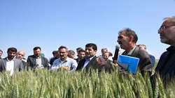  افزایش 49 درصدی عملکرد گندم در طرح جهش تولید در دیمزارها/ عملکرد نخود و عدس 40 درصد رشد یافت