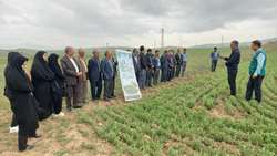 برگزاری روز مزرعه  عدس در شهرستان ورزقان
